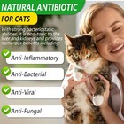 Cat Antibiotics For Infection  Natural Cats  Cat    