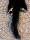 Nice Large Black Demi Mink Fresh Tanned Hide Soft Leather Craft Pelt Fur 