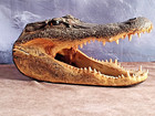 Large 13-14  Alligator Head Genuine Louisiana Gator Real Taxidermy Gator Head
