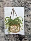 Aceo Original Mixed Media Painting Art Card Spider Plant