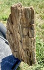 Impressive  24 Lb 18    Petrified Wood-druzy grow Rings colorful great Detail