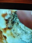 Ancient Abalone Pendent Tuolumne County  Ca Guaranteed See Pics  