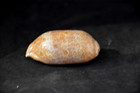 Specimen Cypraea Arestorides Argus -  65 6 Mm