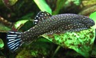 Blue Tail Hillstream Loach   Rare Live Fish
