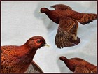 Copper Pheasant Taxidermy Mount Bird Gamebird Feathers Wildlife-artist