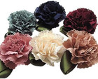 18pcs Fabric Ribbon Flowers Bows Appliques Craft Wedding Dec Bulk A0444  multi-c