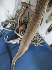 Bull Snake Skin Snake Hide Dry Tanned Bow Wrap Blanks Snake Art Nice 67 In  R2