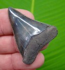 1   7 8      Museum Grade -  Great White Shark Tooth Real Fossil 