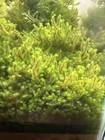 Hookeriaceae Moss - Rare Live Submerged Aquarium Plant