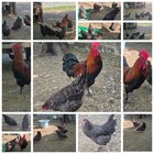 12 French Black Copper Marans Rooster  Cuckoo Marans Hens Hatching Eggs