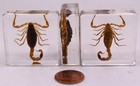 38mm Golden Scorpion In Clear Lucite Resin Science Education Collection Specimen