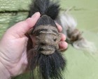 Miniature Shrunken Head  Real Leather And Hair  3 Inch  Oddities  Lama Alpaca