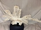    huge 27x14 Sea Fan Coral Natural Specimen Vintage 1970 Hawaii 4 5lb Org Base