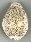 Naria Turdus Cypraea Turdus 41 2mm F    gem Gorgeous Djibouti Cowrie Shell