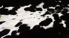 100  New Cowhide Rugs Area Cow Skin Leather  43  X 42   Cow Hide Sa-1186