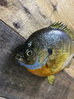New Real Skin Beautiful Over 10 Inch Thick Bluegill Fish Taxidermy Mount