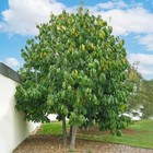 5 Pawpaw Tree 12-24  Asimina Triloba Bare Root