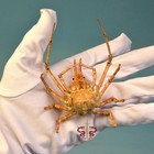 Crab Specimen Naxioides Robillardi  Museum-quality Taxidermy   Display Box