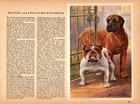 Vintage Mastiff And Bulldog Print Robert Scholz Wall Art 6900j