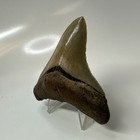 Megalodon Shark Tooth 3 32 Inch - Beautiful - Colorful Fossil - Serrated 20695