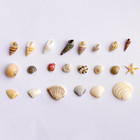 1200 Pcs Tiny Sea Shells  10 Small Starfish - Mixed Ocean Beach Spiral Seashells
