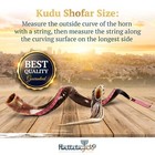 Halleluyah 43 -47  Shofar Set Yemenite Kudu Half Horn Plus Free Bonus Ram Horn