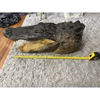 22  Alligator Head Mount With Full Jaw Gator Taxidermy Authentic With 80 Teeth