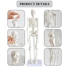 17  Mini Human Skeleton Model For Anatomy - Week Nine