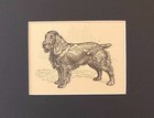 Field Spaniel  Matted   Framed   Ready To Gift - 1950 Vintage Dog Art Print