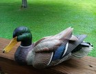 Roger Desjardins Mallard Duck Hand Painted Nwtf Turkey Federation   376 2200