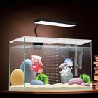 3 Gallon Betta Fish Tank W  Led Light Filter Separator Plate Indoor Aquarium New