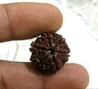 Natural 6 Mukhi Rudraksha Nepal Origin Energized  Lab Certified