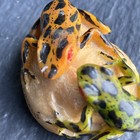 Vintage Poison Dart Frogs Tagua Carving Artist Signed Cristo Quiro Panama