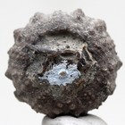Sea Urchin Fossil Shell Mineral Echinoid Echinoderm Specimen Morocco