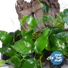 Anubias Barteri Var  Barteri Live Aquarium Plants  buy 1 Get 1 At 50  Off Potted