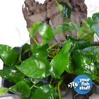 Anubias Barteri Var  Barteri Potted Live Aquarium Plants  buy 1 Get 1 At 50  Off
