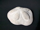 Natural Giant Sea Biscuit Sand Dollar Shell Nautical Oceanic Decor 
