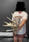 Mega Heavyweight Whitetail Deer Antlers Rack 203    Jm