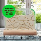 Ant Farm Kit For Kids  Farms Colony  Includes Ants Voucher  Sand Habitat Kits