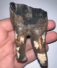 Huge Ice Age Fossil Coelodonta Lower Molar Tooth 3 16 Inches 