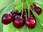 50  Black Cherry Seeds   Sweet Edible Fruit   Usa Native Tree  21