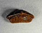 Tiny uncommon 4 00mm Fossil Lissodus Minimus - Hybodont Shark Tooth - Germany