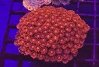 Live Coral Pack Wysiwyg 