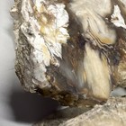 Petrified Agate   Quartz Pockets Wood Fossil Slab Pair - Polished   2 Pieces 