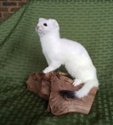 Naturally Posed Ermine Mount On Cedar Log - New