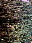 5  Of Thick Strung Peacock Herl Fly Tying Feathers 6-8  Long Natural Green New