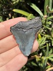 Natural Beautiful 1 66    Megalodon Tooth Fossil Shark Teeth