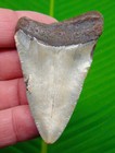 2 72     Megalodon Shark Tooth Real Fossil  Sharks Teeth No Restoration