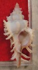 Chicoreus Rossiteri 48 mm Bohol Island philippines