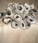 Cleaned Sun-bleached Natural Oyster Shells Lot Of 20 Shells